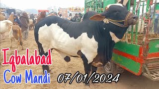 Iqbalabad Cow Mandi Latest Update 07/01/2024|