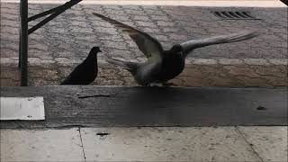 5-6 -2021 mr brown and sam enter the shop asking for food