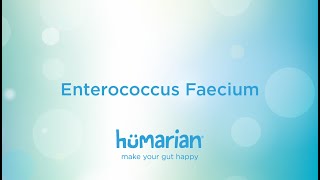 Enterococcus Faecium