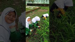 Project P5 Wirausaha Menanam Kangkung udah mau Panen