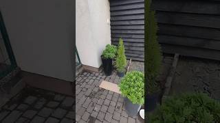 Сказав, що не буду садити туї...#сад #garden #ландшафт #гумор