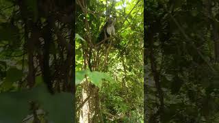 Mona monkey at Boabeng Fiema Monkey Sanctuary #reels #trending #youtube