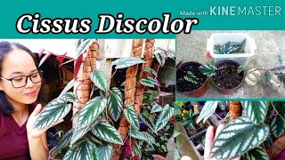 Cissus Discolor ,care and propagation(w/ english sub)