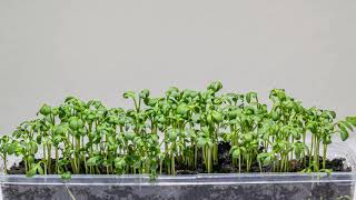 Garden cress microgreens growth - time lapse [4K]