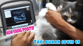 USG KUCING | MILY PERTAMA HAMIL