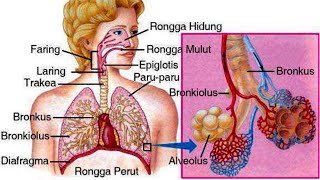 Anatomi dan Fisiologi Sistem Pernafasan