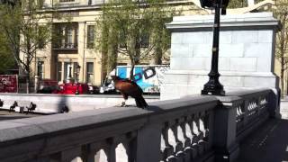 Falcon keeping the pigeons away at Trafalgar Square