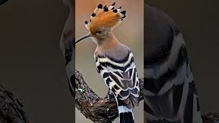 Pájaro nacional de Israel #interesting #viral #sabiasque #birds #animals #fauna #shorts #youtube