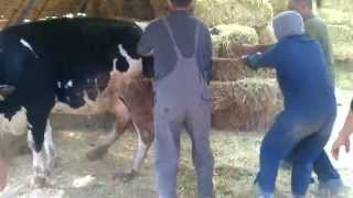 Une vache qui vêle en Kabylie