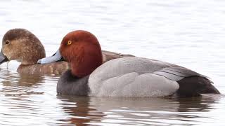 Redhead Ducks Diving In Lake