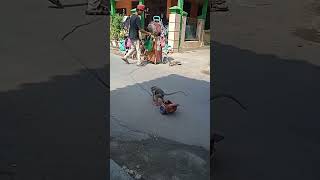 ajak anak lihat atraksi hewan lucu ini // auto seneng #fypシ #fypシ゚viral #viral