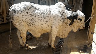 Beautiful Bull I Bath Time I DZ & Al Ramzan Cattle Farm