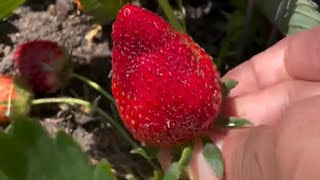 All Star Strawberries harvest @Myhomegarden-unlimited