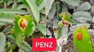 analizando el cultivo de pitahaya de suscriptor / cancer de tallo, neoscytalidium dimitiadium(penz)