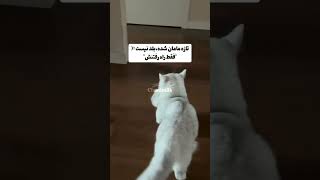 گربه|بچه گربه|بانمک