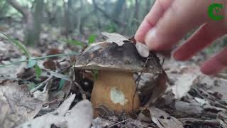 Maestosi porcini (Boletus aereus) che spuntano nel querceto - 2 novembre 2023