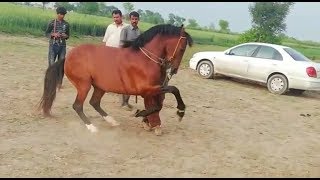 Horse Dance | Horse Dance 2018 on Dera | Ghora Dance 2018 | Lastest Horse Dance