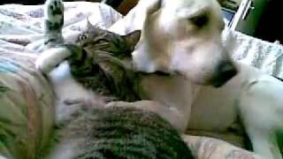 Yellow Labrador Retriever 'Dakota' and his cat Tigger