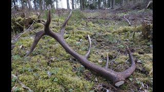 Red stag interesting antler find / Zrzut jelenia, piekna tyka