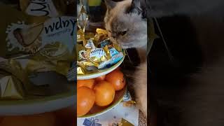 СЛАДКОЕЖКА. КОШКА КЛЕОПАТРА И КОНФЕТЫ.#fannycatvideoshort #кошка #fannycat