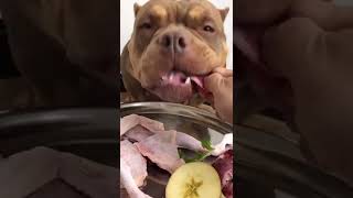 BEST DOG EATING FOOD #dogfood #dog #eating #tiktok #douyin #shorts