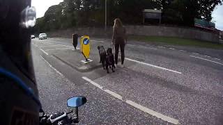 Women Swerves car to avoid hitting Women and 2 Dogs