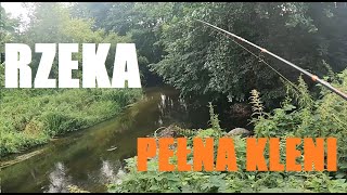 LETNIE KLENIE Z POWIERZCHNI - rzeka pełna kleni!