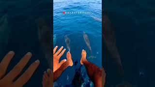 Dharavandhoo Island in Maldives 🇲🇻 #shorts #youtubeshorts #viral #video