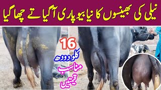 King Of Nili Buffalo Farming | Highest Milk Record Buffaloes | Profitable Dairy Farming in Pakistan