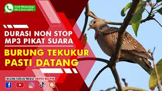 MASTERAN PIKAT SUARA BURUNG TEKUKUR MANGGUNG