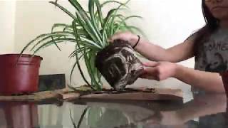 How to split a spider plant | plant propagation | root division