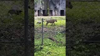 really amazing Lion shorts #shorts #viral #youtube #trending #ytshorts #trend #new #video