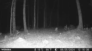 Nine Banded Armadillo Finally Caught On Camera!