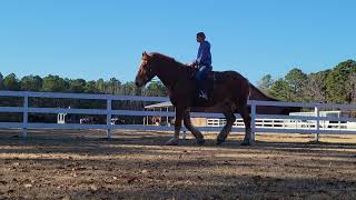 Belgian  Gelding