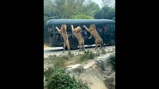 Тигры напали на клетку с людьми! #shorts #animals #tigers #тигры #животные