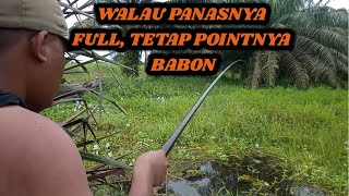 MANCING SEPAT SIAM || Di Pedalaman Riau