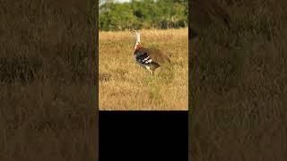 Kori Bustard