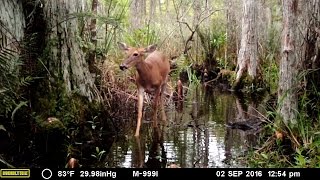 Moultrie M-999I Trail Camera Pickup