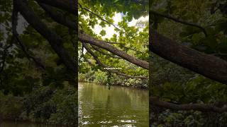 Soothing Nature Sounds | Bird Sounds #shorts #kahana #hawaii #river