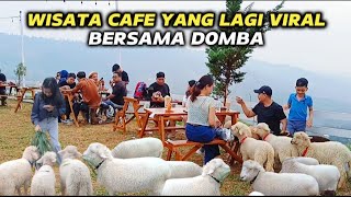 MAKAN DI KELILINGI DOMBA CAFE UNIK || WOOLY SHEEP CAFE SENTUL