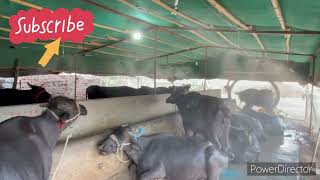 Fogger System For Dairy Farmers Only 5999 Rs/Set