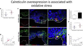 Calreticulin overexpression is correlated with oxidative stress #Code: 627