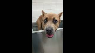 Luanna the Cane Corso Puppy at the Grooming Salon