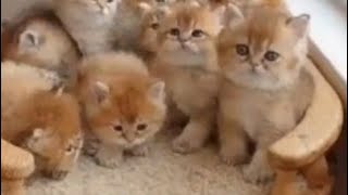 Милые Котята для хорошего Настроения! ❤️ Кукусики ❤️