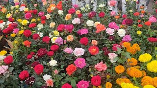 10 December Morning Galiff Street Visit | Kolkata Flower Plants Market, Rose Garbera Petunia 🌹🌸🌻🌿🌼