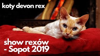 Show rexów w Sopocie - Koty devon rex