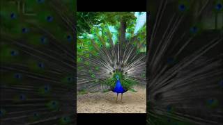 Beautiful peacock 🦚| Peafowl Birds sounds/Call #shorts #peacock  #birds #amazing