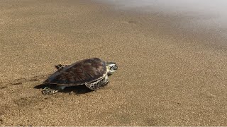 Liberación De Tortuga Carey🌊🙏