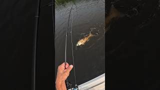 #fishing #catching #fish#topwater #youtube 🩸🎣🦌🩸@TA-NC 🇺🇸