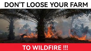 How To Protect Your Oil Palm Farm Against Fire Attack